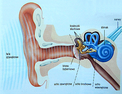ucho ludzkie - schemat, budowa i działanie